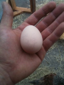 egg 1 225x300 Eight Maybe Enough